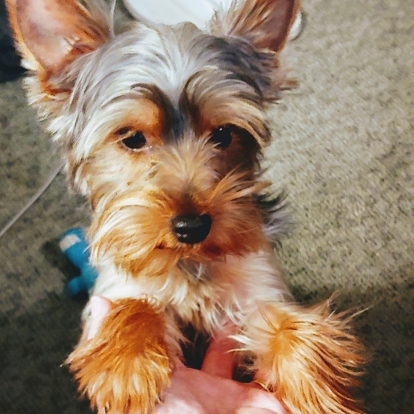 Meet your Posher, Alyssa - Picture 4 of 5